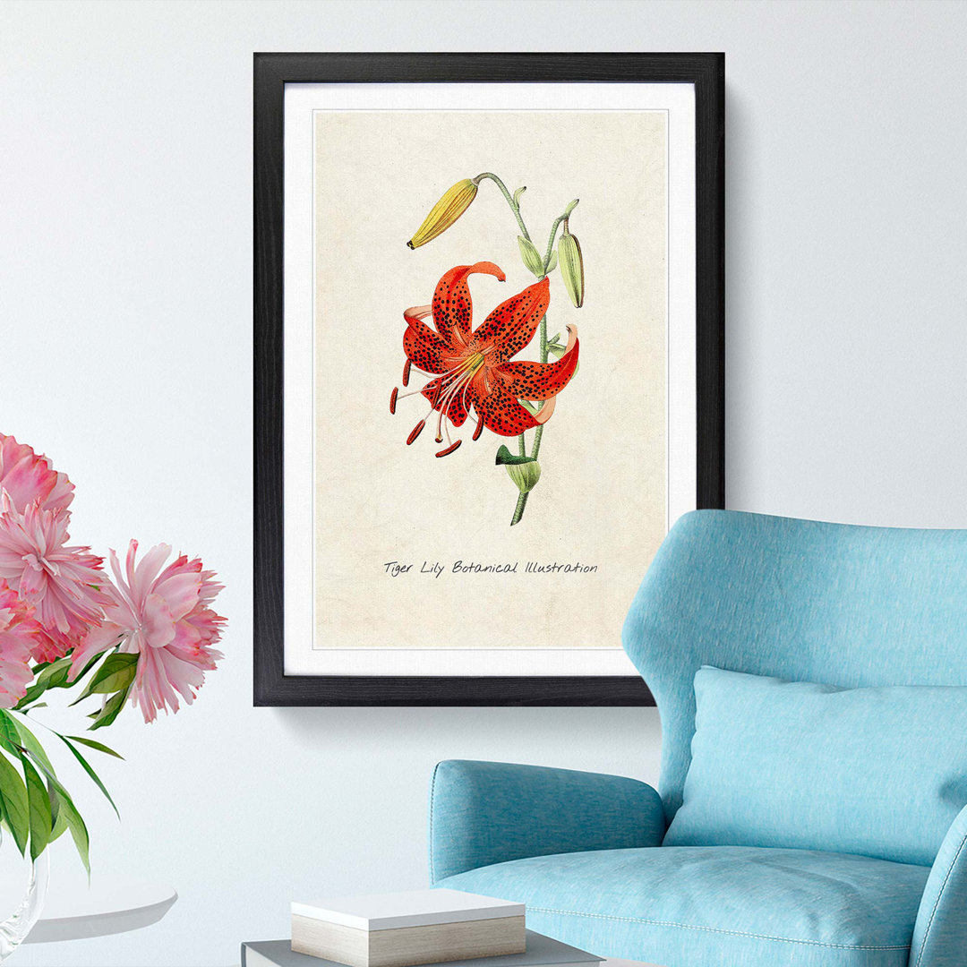 Illustration of a Tiger Lily Flower - Framed Print