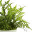 Mountain Fern and Moss Arrangement