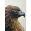 Reproduction d'aigle à tête brune sur toile