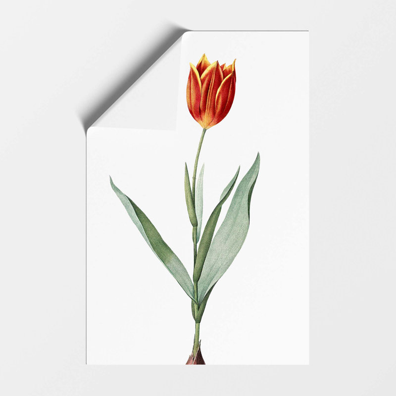 Tulip Flower 1 Piece Wall Art, 29.7 cm H x 21 cm W