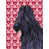 Briard