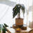 Pot Planter-1337045686