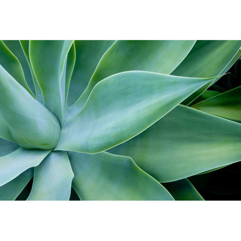 Abstract Cactus Plant 1 Piece Wrapped Canvas Wall Art, 30cm H x 46cm W x 3.8cm D