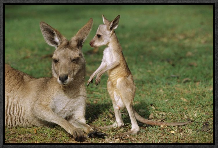 kangaroo joey in color
