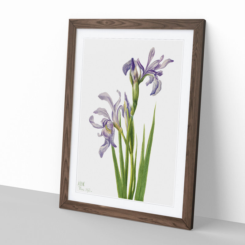 Western Blue Flag by Mary Vaux Walcott - Picture Frame Painting, Walnut, 65cm H x 48cm W x 2cm D