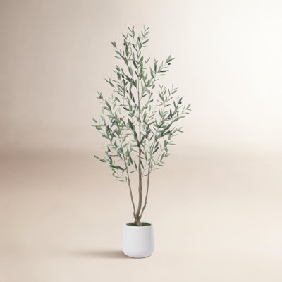Adcock 84" Olive Tree in Pot
