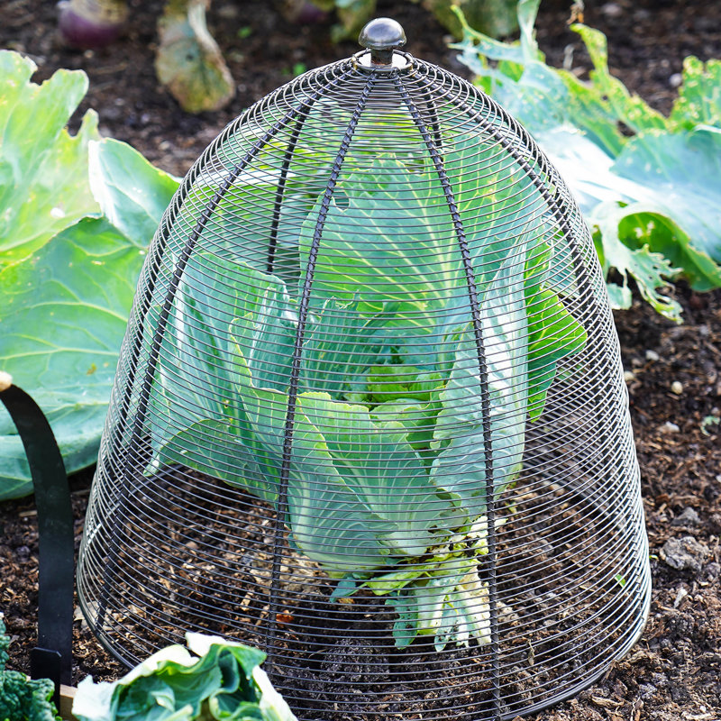 Wired Plant Protector, 55cm H x 47cm W x 18.50cm D, Zinc