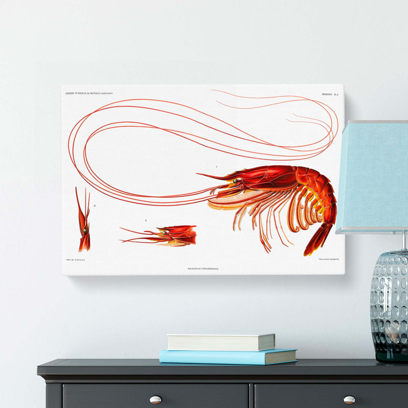 Shrimp Illustration by Albert I - Wrapped Canvas Painting Print, 50cm H x 76cm W x 3cm D