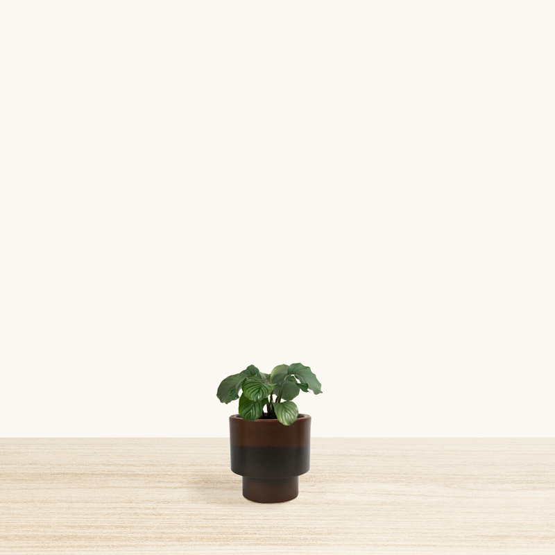 Williard Pot Planter, Brown, 10" H x 7" W x 7" D