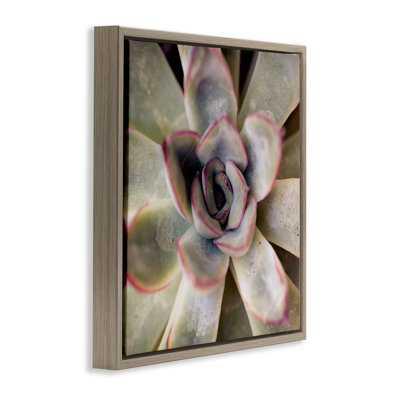 "Succulent Petals", art mural encadré sur toile flottante par Susan Bryant