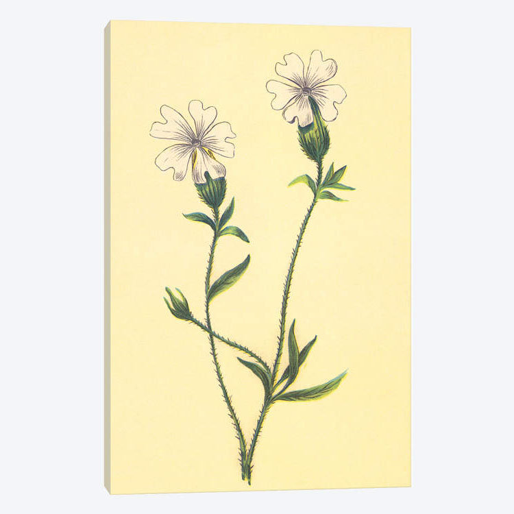 « silene vulgaris », reproduction sur toile, H 12 po x l 8 po x P 0,75 po, Pas de tapis, Toile tendue