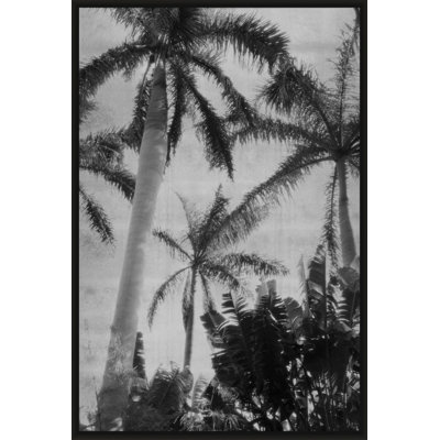 Silver Palms 3' Framed Photographic Print