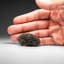 Genuine Moldavite Tektite (18.8 grams)-907418947