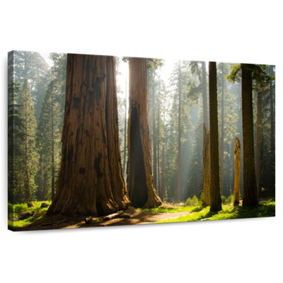 Harnek Kings Canyon Redwood