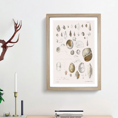 Types of Seashells PL. 7 by J.E. De Kay - Picture Frame Painting Print