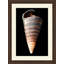Large Shell 6 Print