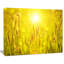 «Yellow Grass Flower at Sunset», reproduction de photo sur toile tendue-1675687614