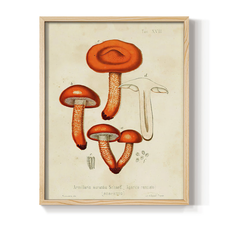 Mushroom Varieties IV Framed Print - Solid Wood, 30" H x 24" W