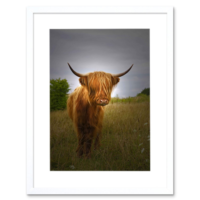 Photo Farm Animal Highland Cow Calf Scotland Picture - Single Picture Frame Art Prints, White