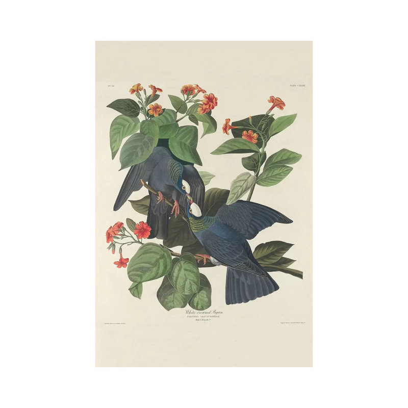White-crowned Pigeon, 1833 by John James Audubon - Wrapped Canvas Gallery-Wrapped Canvas Giclée