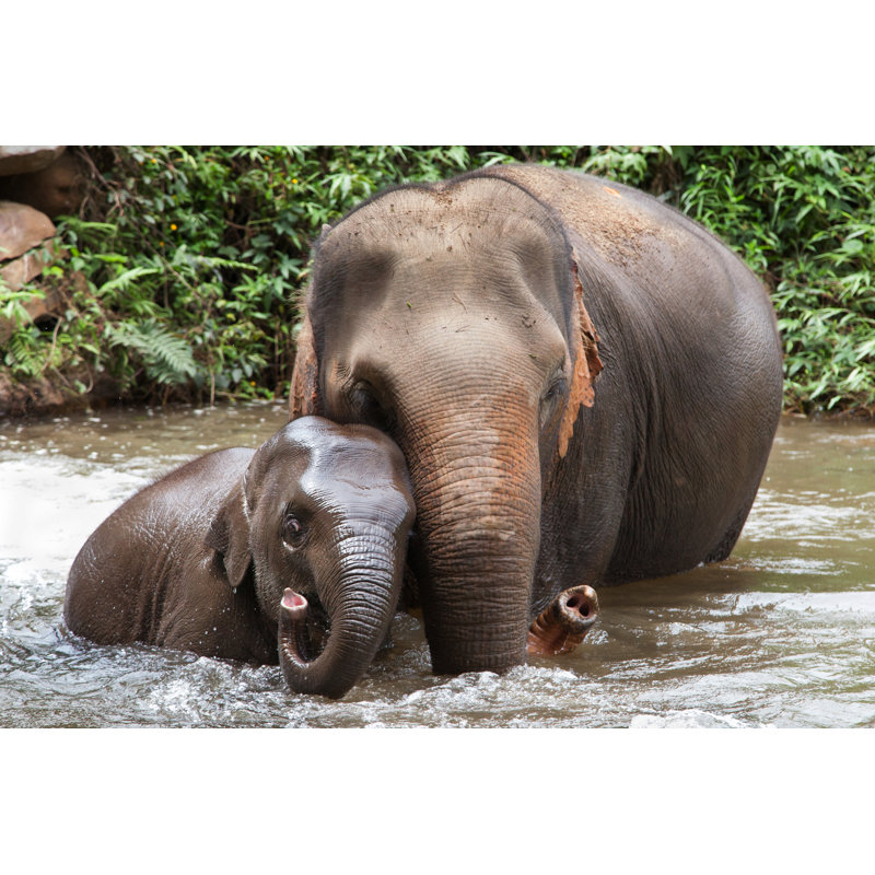 Mother And Baby Elephant by Santirf - Wrapped Canvas Print, 30cm H x 46cm W