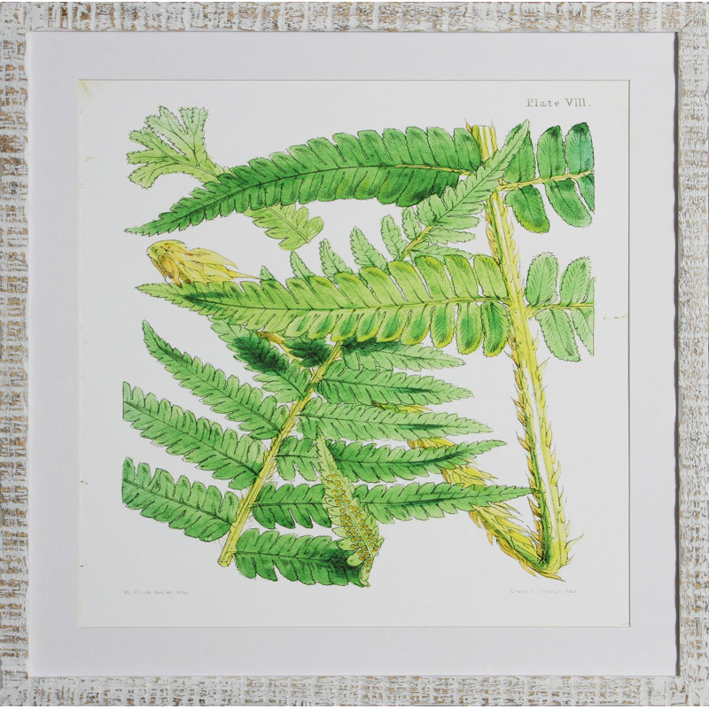 Brilliant Fern IV Print