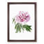Pink Tree Peony Flower - Picture Frame Painting Print-55601348-55601353