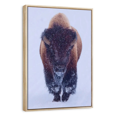Bison In Snow