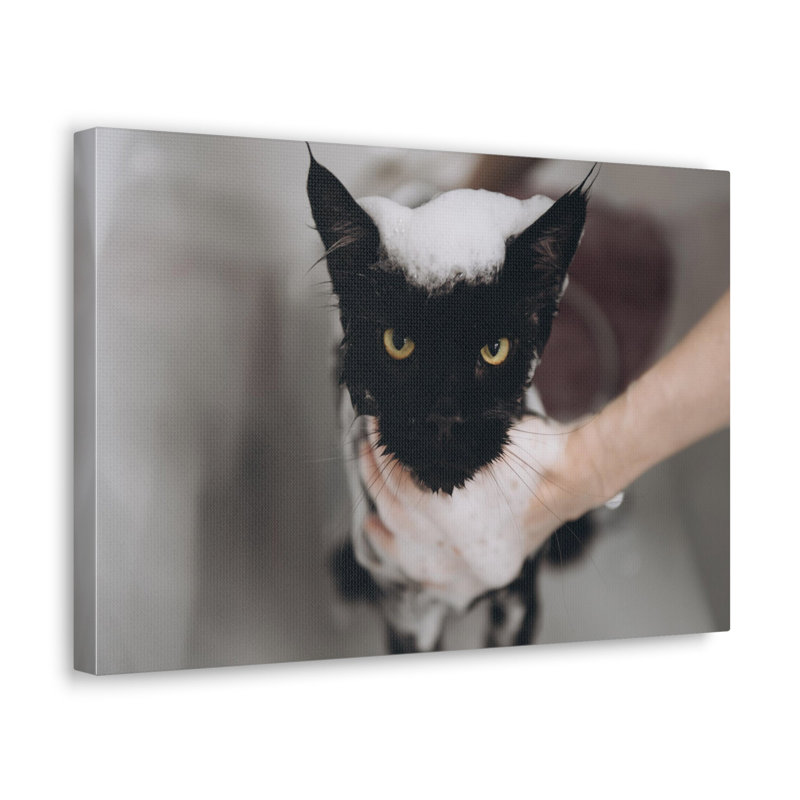 Cute Main Coon Bathee Canvas Wall Art