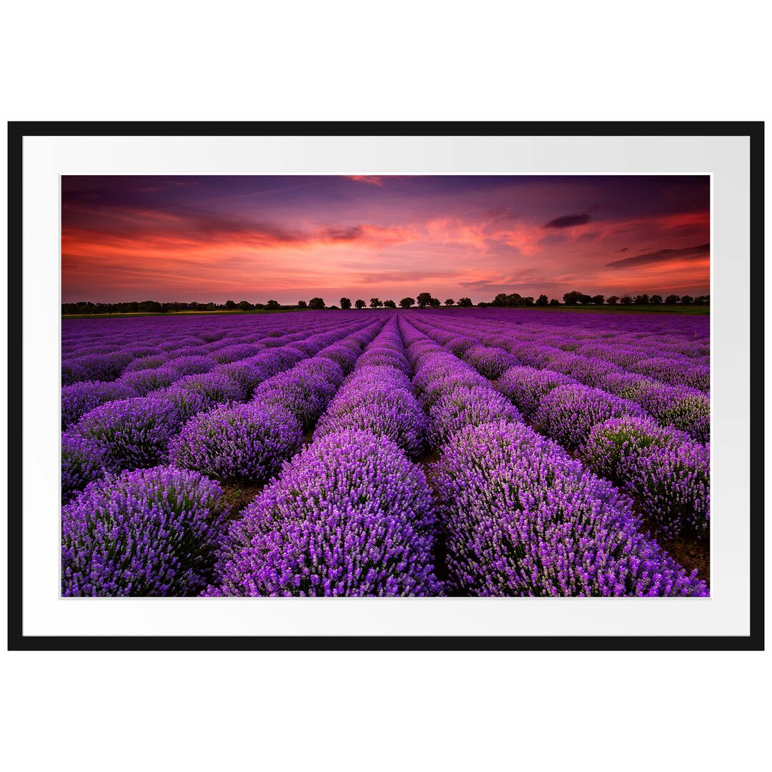 Gerahmtes Poster Wunderschöne Lavendel Provence