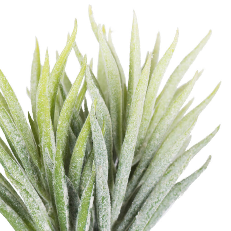 Centre de table succulent