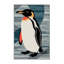  Tapis lavable de pingouins d'Afrique-1437136688