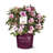 1 Gallon Autumn Twist Encore Azalea - Reblooming Evergreen Shrub for Full Sun to Part Shade