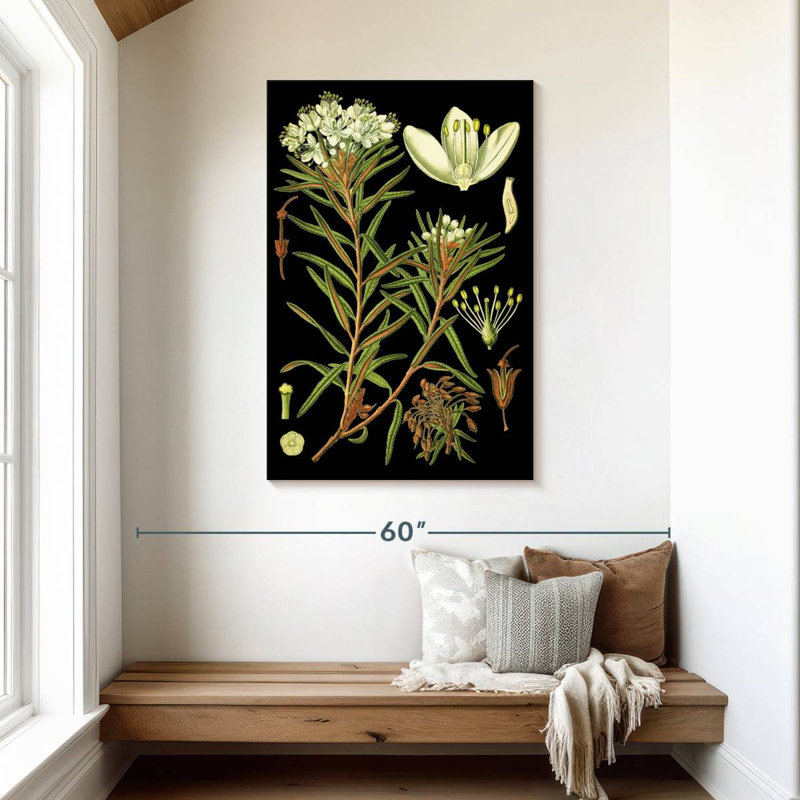 Harnek Marsh Labrador Tea Plant, 45" H x 30" W