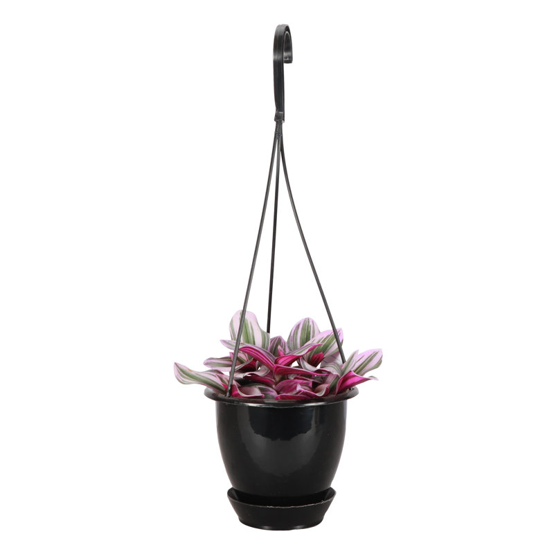 Live Tradescantia Nanouk Plant, Black