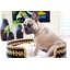 Lit pour chien Design Dua Bear - croix