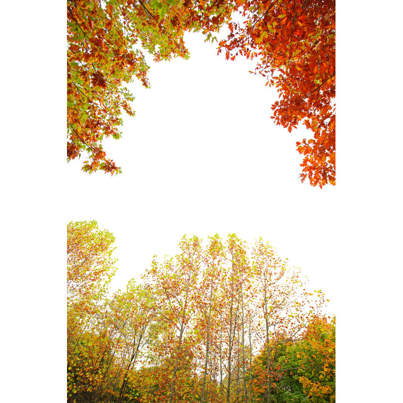 Feuillage d'automne sur blanc par Bgfoto, H 48 po x l 32 po