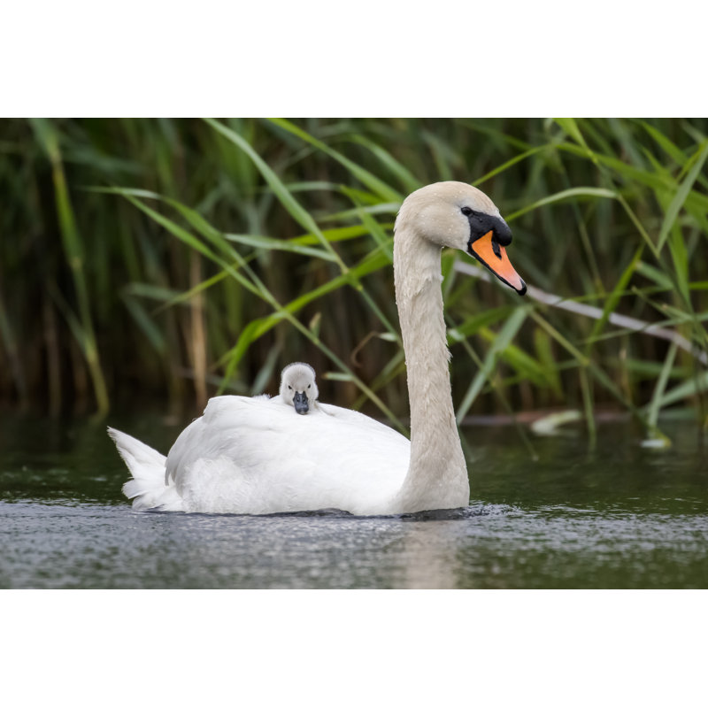 «Mute Swan» - Photographie sur toile tendue, H 20 po x l 30 po