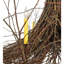 Twigs 10 - Light Chandelier