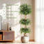 Plant-1309754139