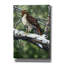 «Red Tailed Hawk» par William Vanderdasson-101511391