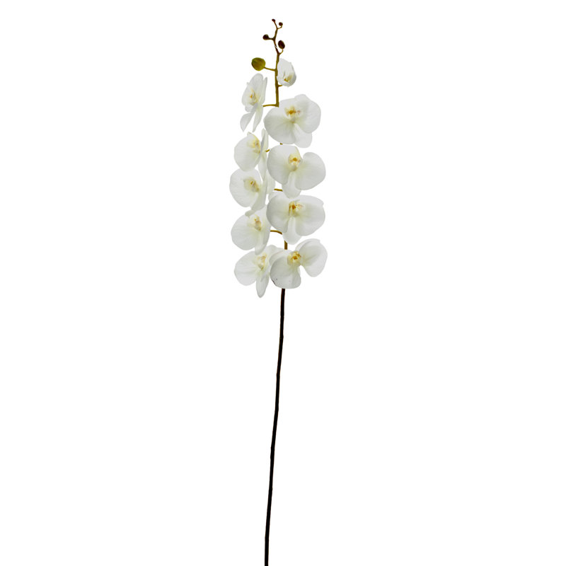 Orchid Arrangement, White