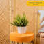 Fern in Décor Planter