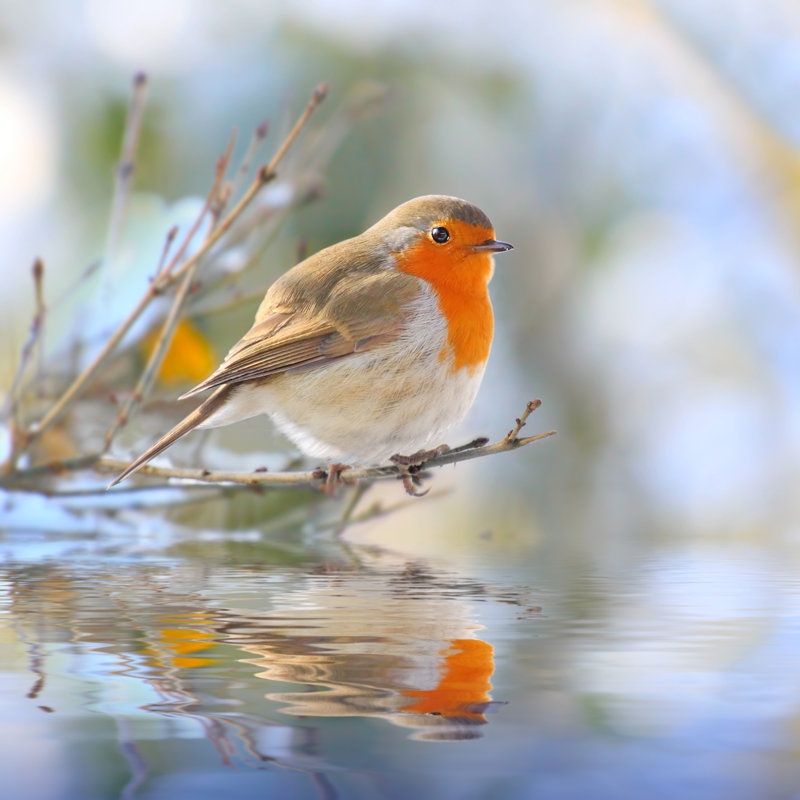 The European Robin - Wrapped Canvas Print, 30cm H x 30cm W x 3.8cm D