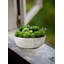 Succulent dans un pot-1268043055