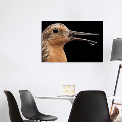 A Knot A Bird Species In Rapid Population Decline