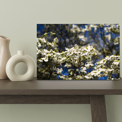 Close-up Of Flowering Dogwood Flowers On Branches Atlanta Georgia USA by Ellis Vener - Wrapped Canvas Print