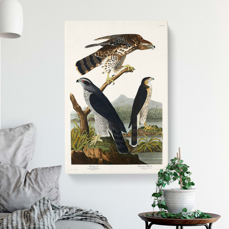 Goshawks & Stanley Hawk by John Audubon - Wrapped Canvas, 60cm H x 40cm W x 3cm D