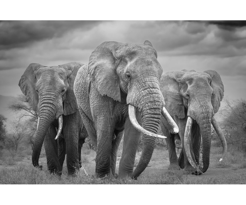 Wrapped Canvas Print
