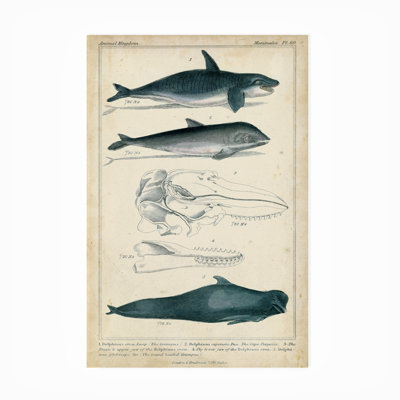 Toile d'extérieur «Antique Whale and Dolphin Study I» par G. Henderson